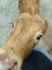 lwl farm 2