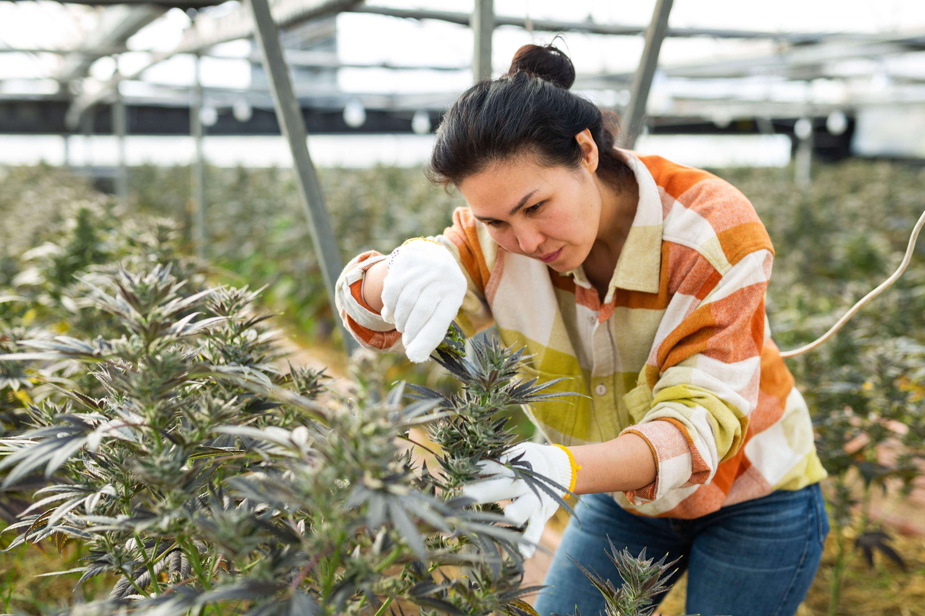 Cannabis Payroll Processing: What Are the Required Steps?